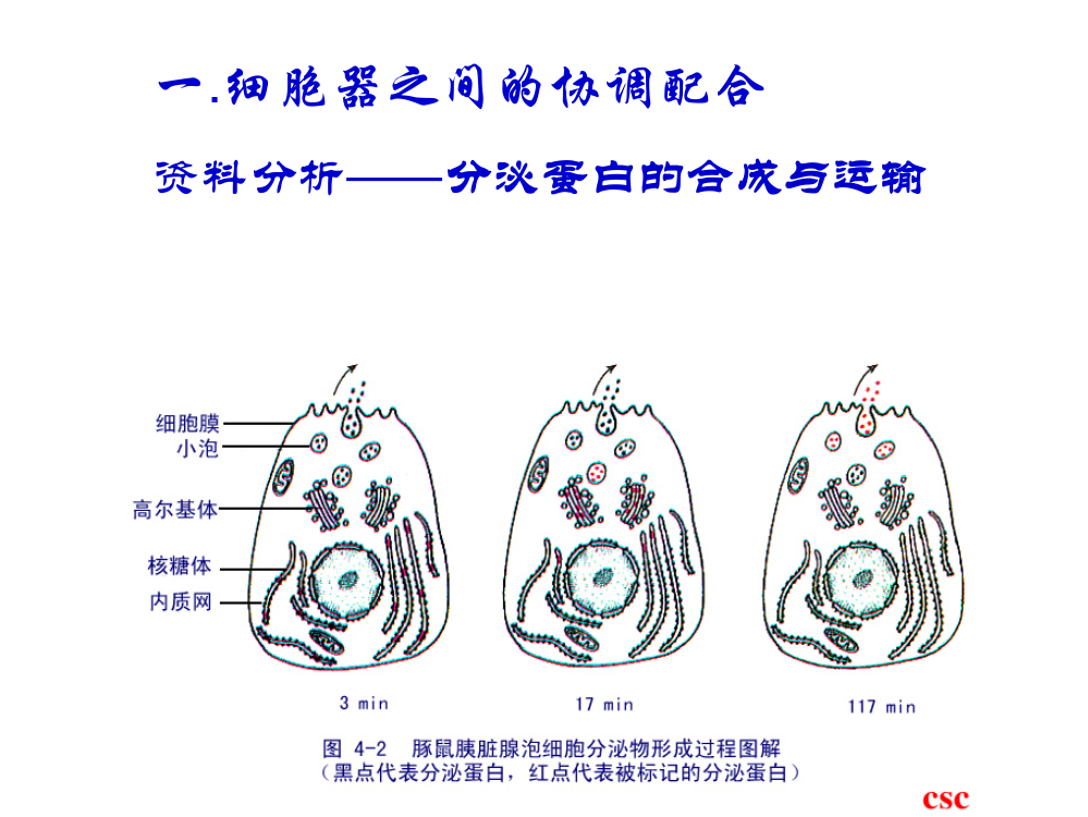 细胞器之间的协调配合与细胞的生物膜系统