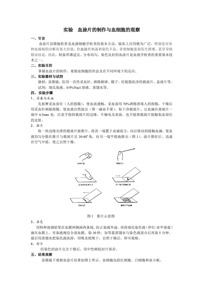 实验-血涂片的制作与血细胞的观察