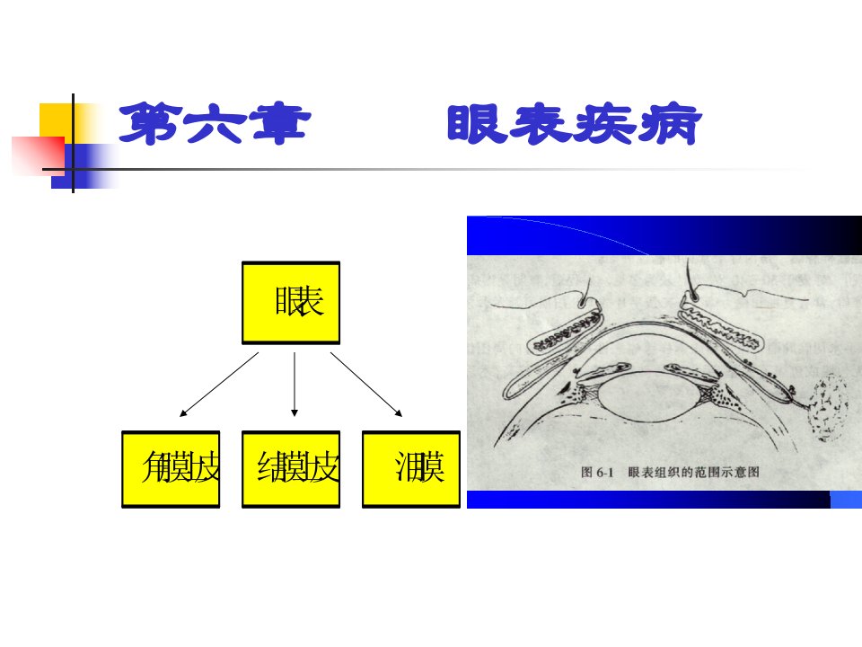 眼科学课件-眼表疾病PPT课件