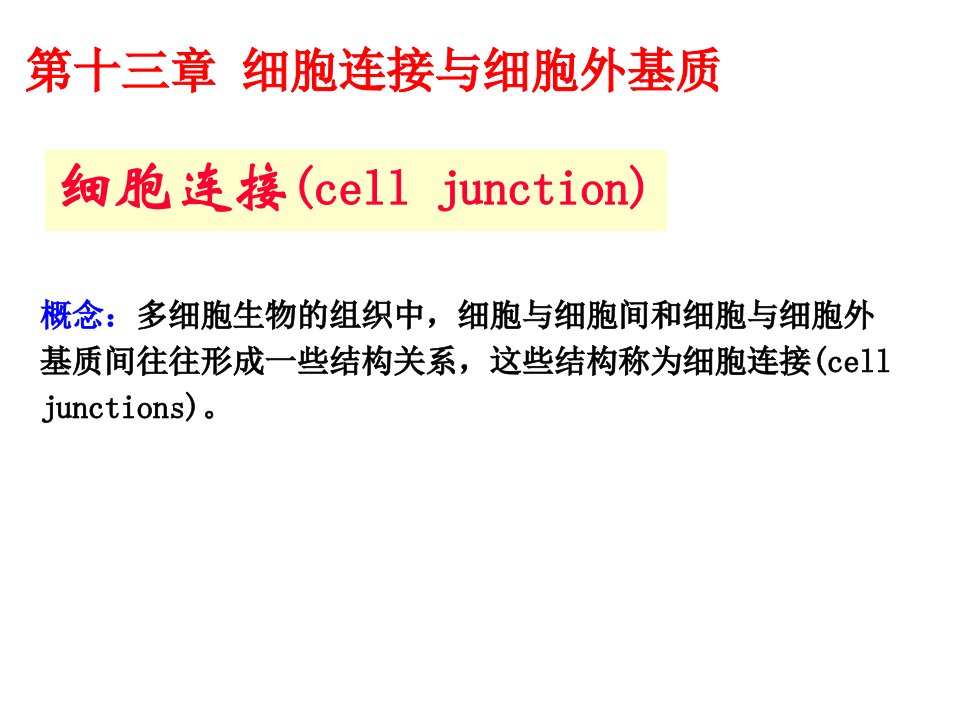 细胞生物学-细胞连接与细胞外基质