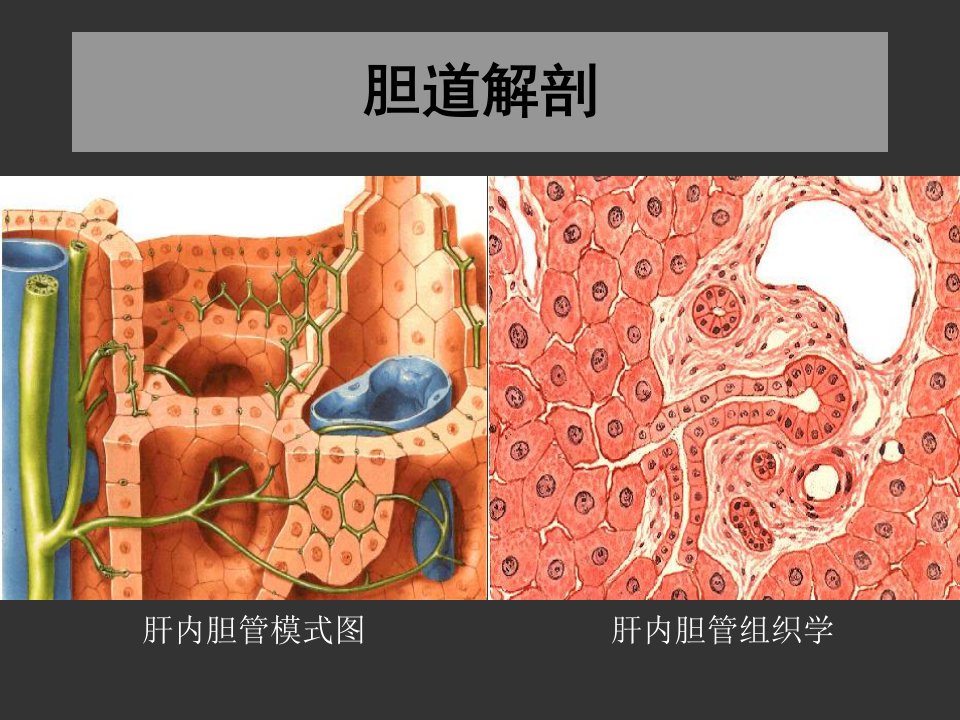 上海交大外科学胆道疾病