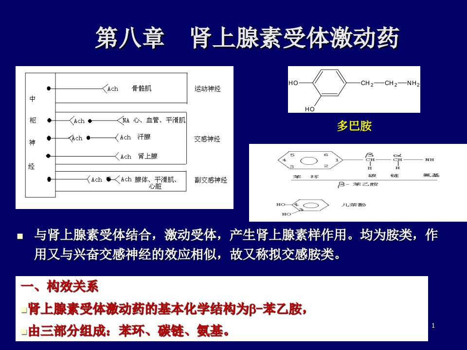 肾上腺素受体药