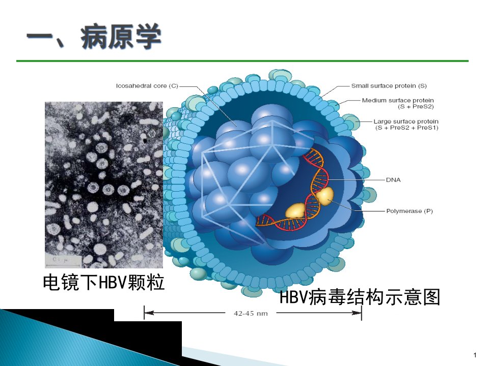 中国慢性乙肝防治指南ppt课件