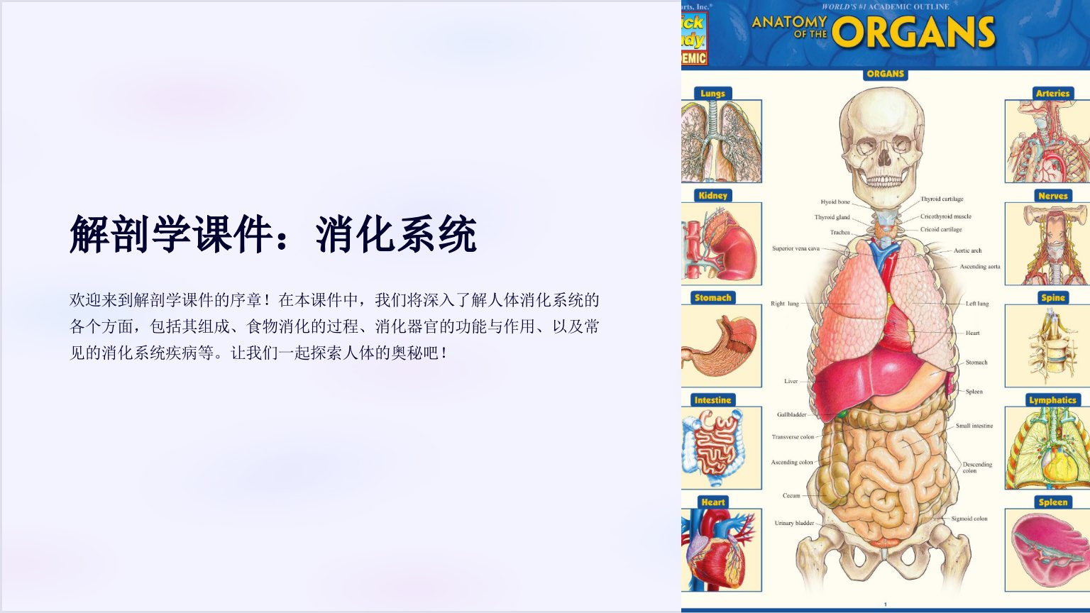 解剖学课件：消化系统