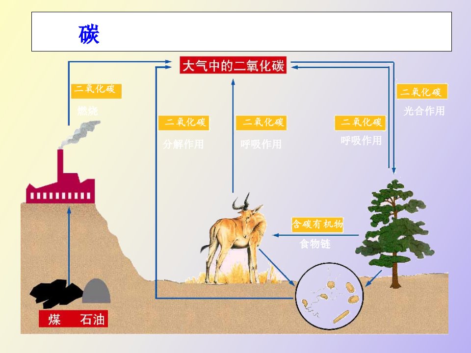 生物圈中的各种生态系统