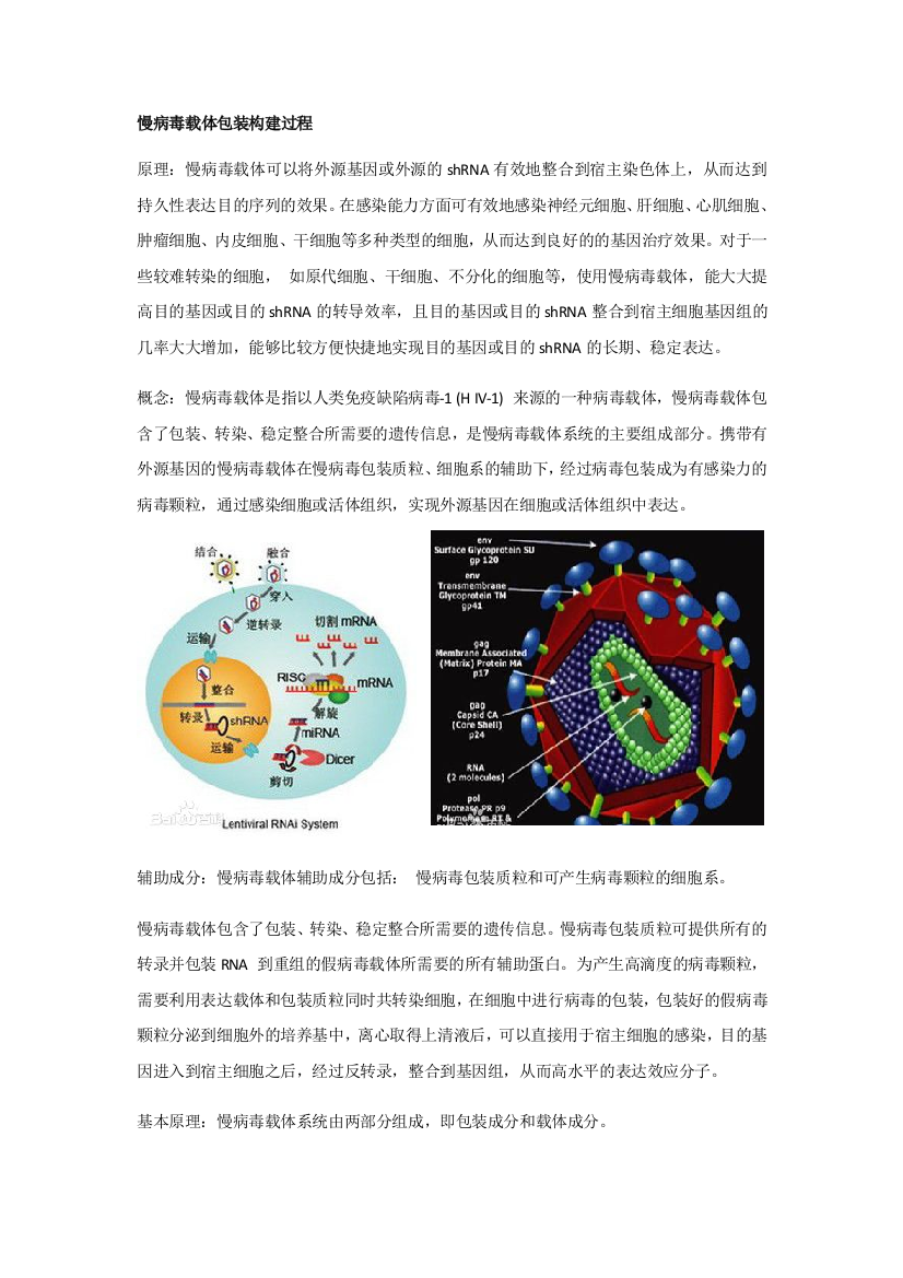 慢病毒载体包装构建过程