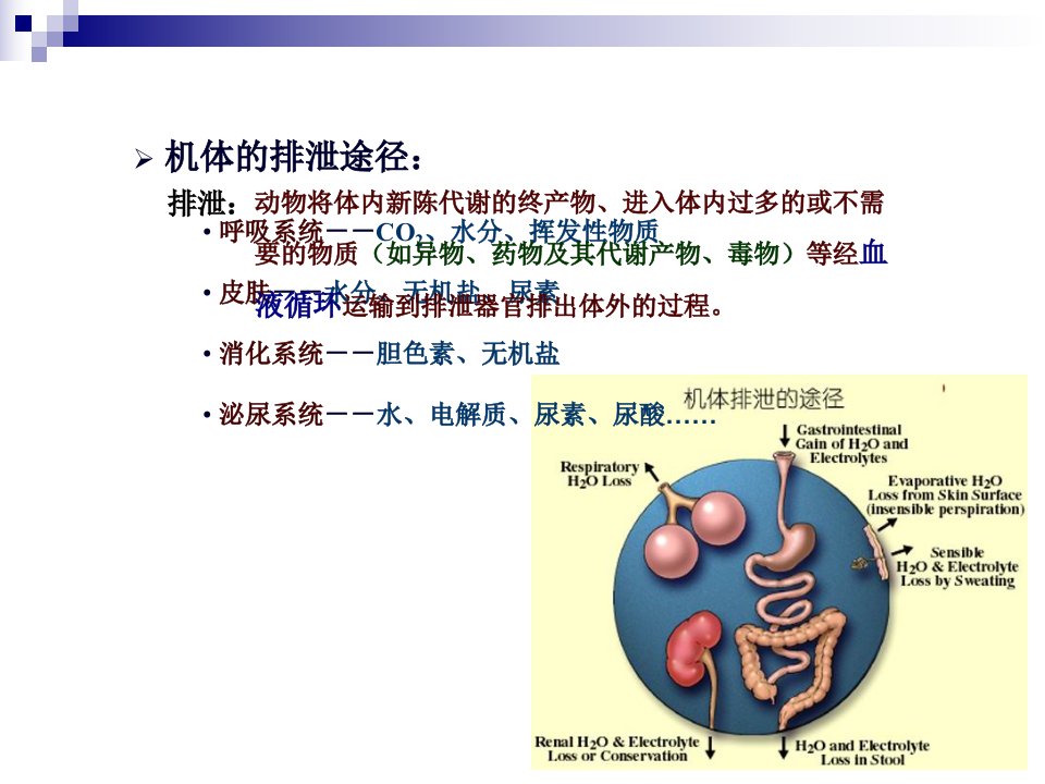 动物生理学泌尿修改