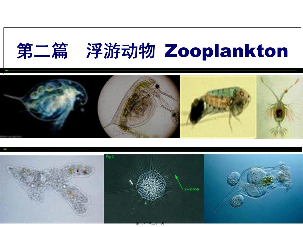 水生生物学桡足类