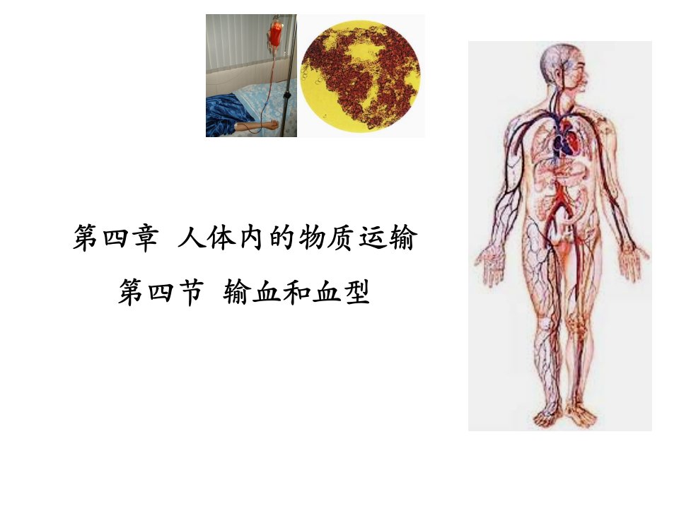 生物：输血和血型讲课课件