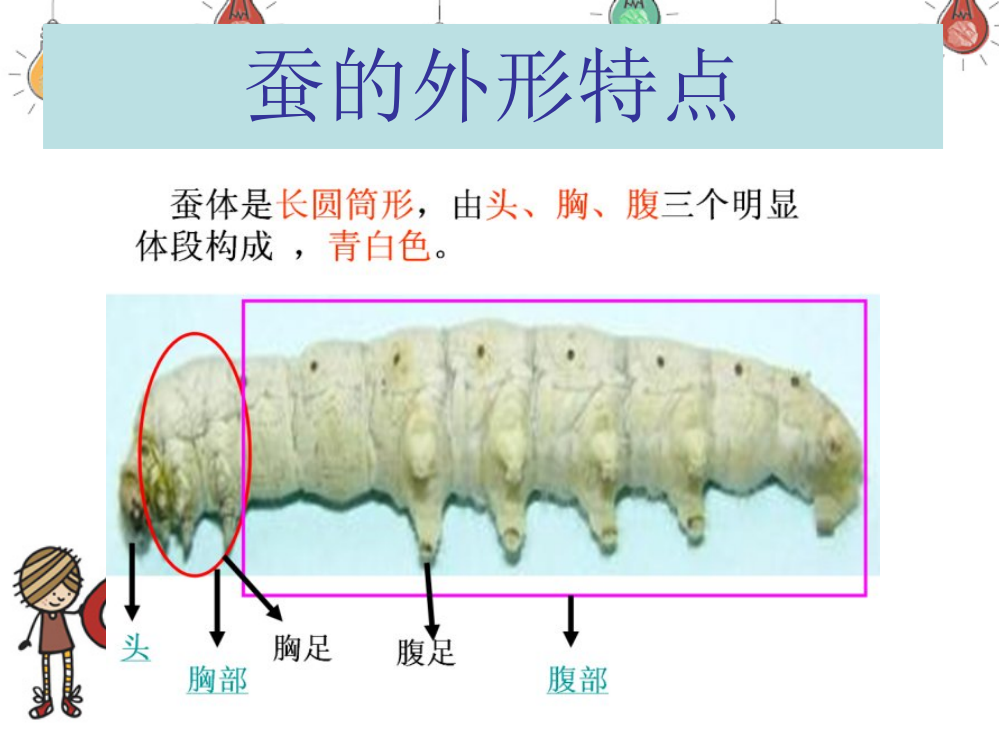 三年级下册教科版科学-2.3蚕变了新模样