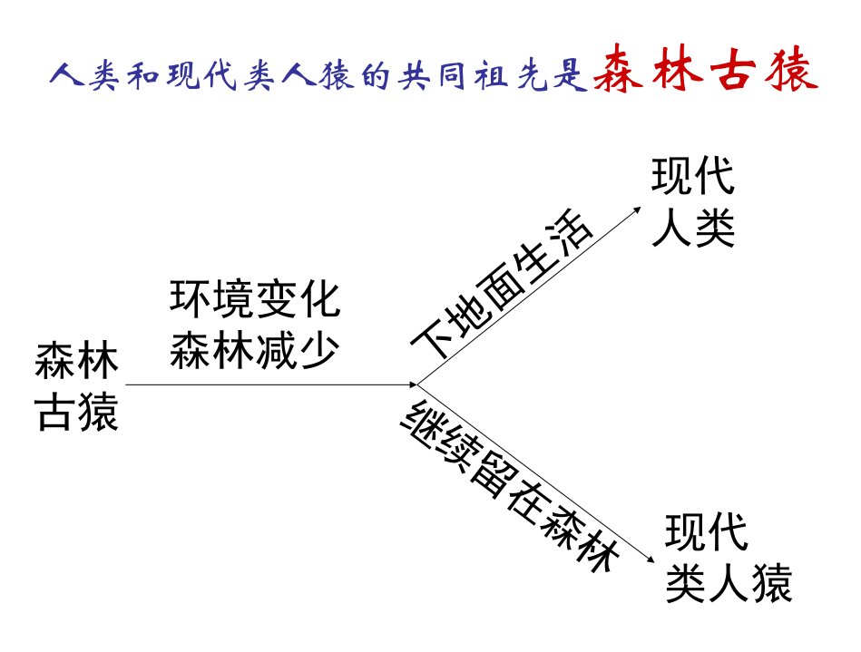 七年级下册生物复习课件ppt