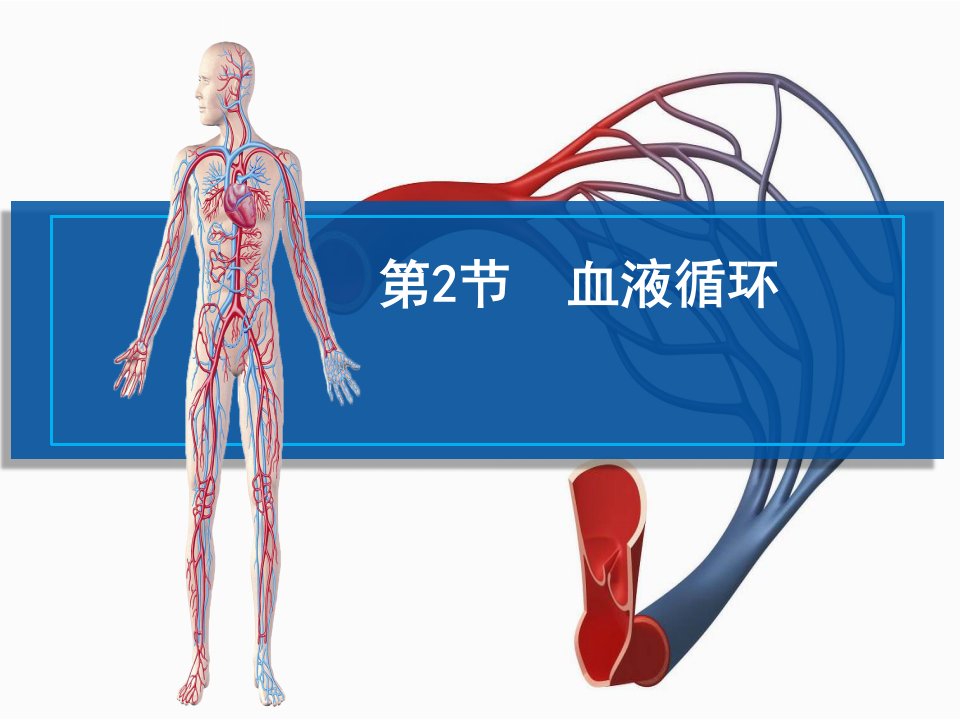 北师大版生物7年级下册第9章第2节《血液循环》市公开课一等奖课件