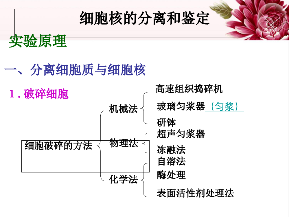 医学细胞生物学设计型实验——细胞核的分离与鉴定-PPT幻灯片