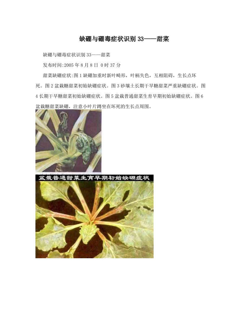 缺硼与硼毒症状识别33——甜菜