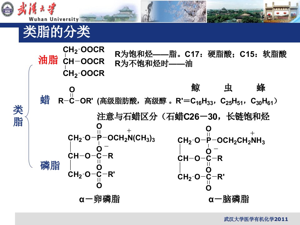 新版有机化学脂类