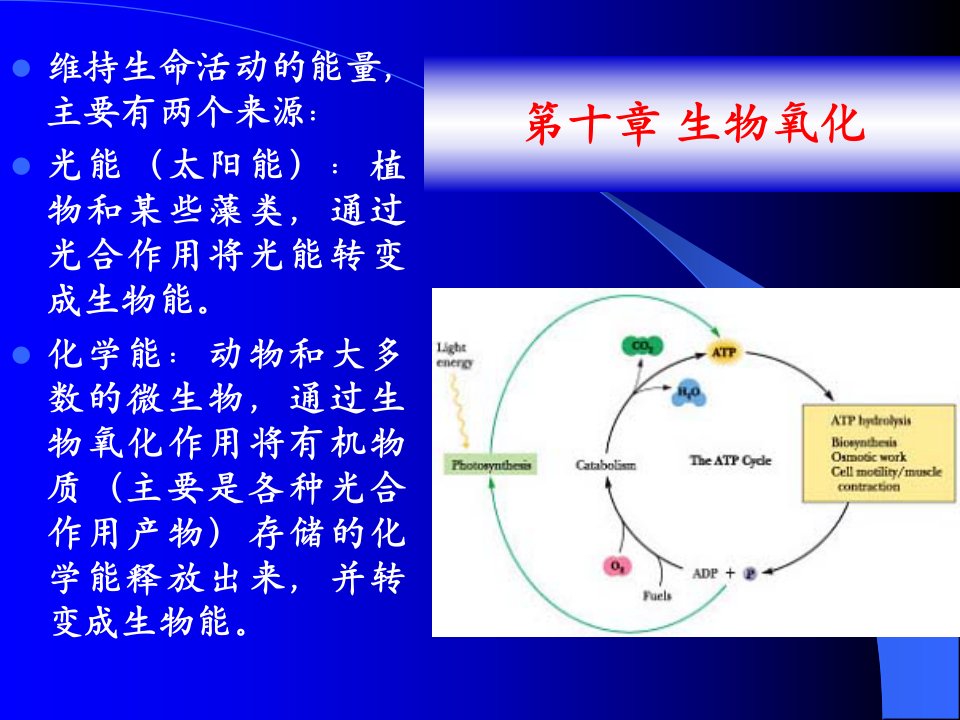 化学生物学第十章+生物氧化(1)