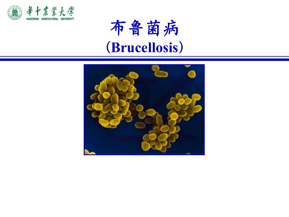 《兽医传染病学》课件：06布鲁氏菌病