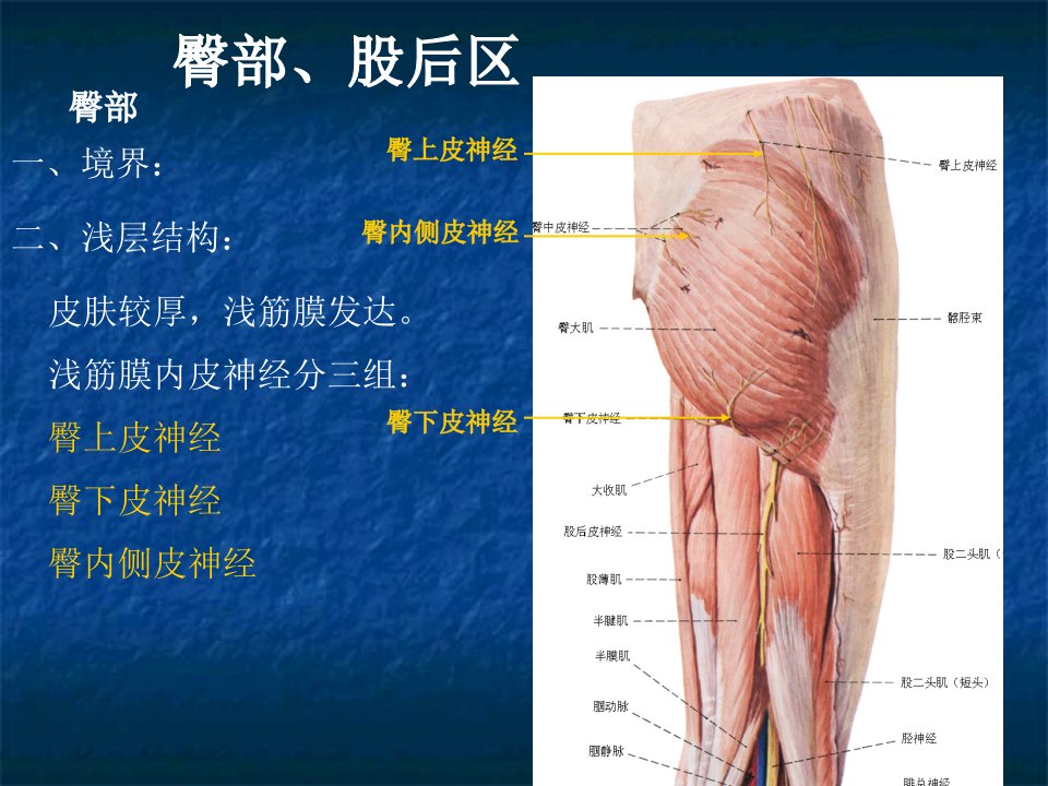 局部解剖学课件-臀区及下肢(学院)