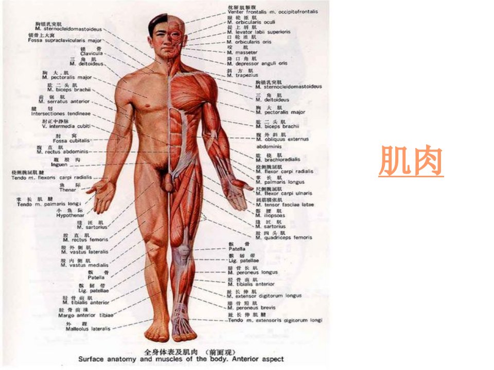 肌肉人体解剖生理学