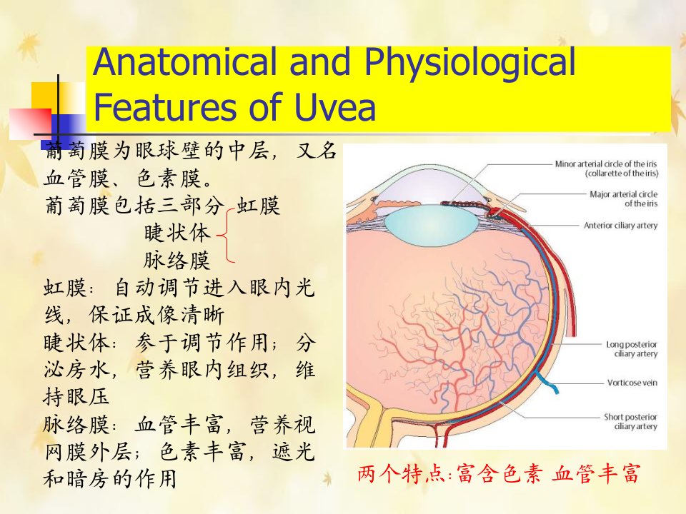 葡萄膜病课件