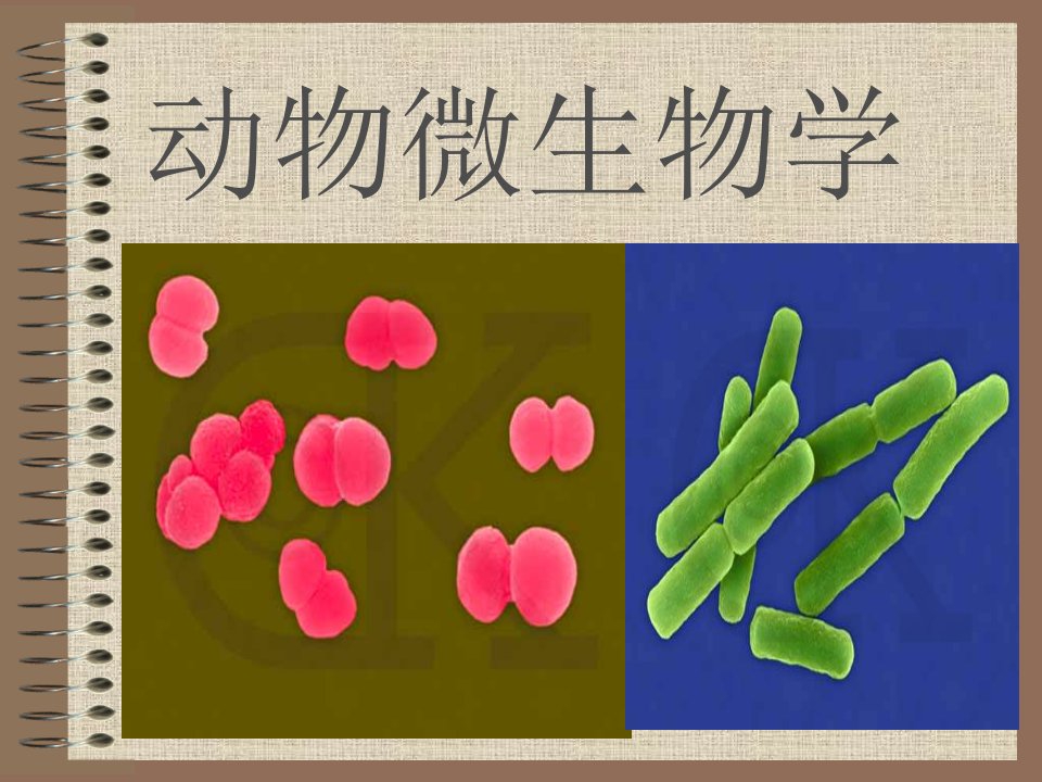 动物微生物学全套课件