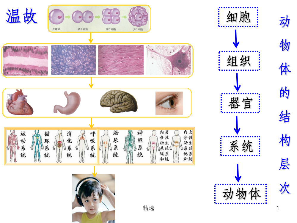 单细胞生物PPT课件