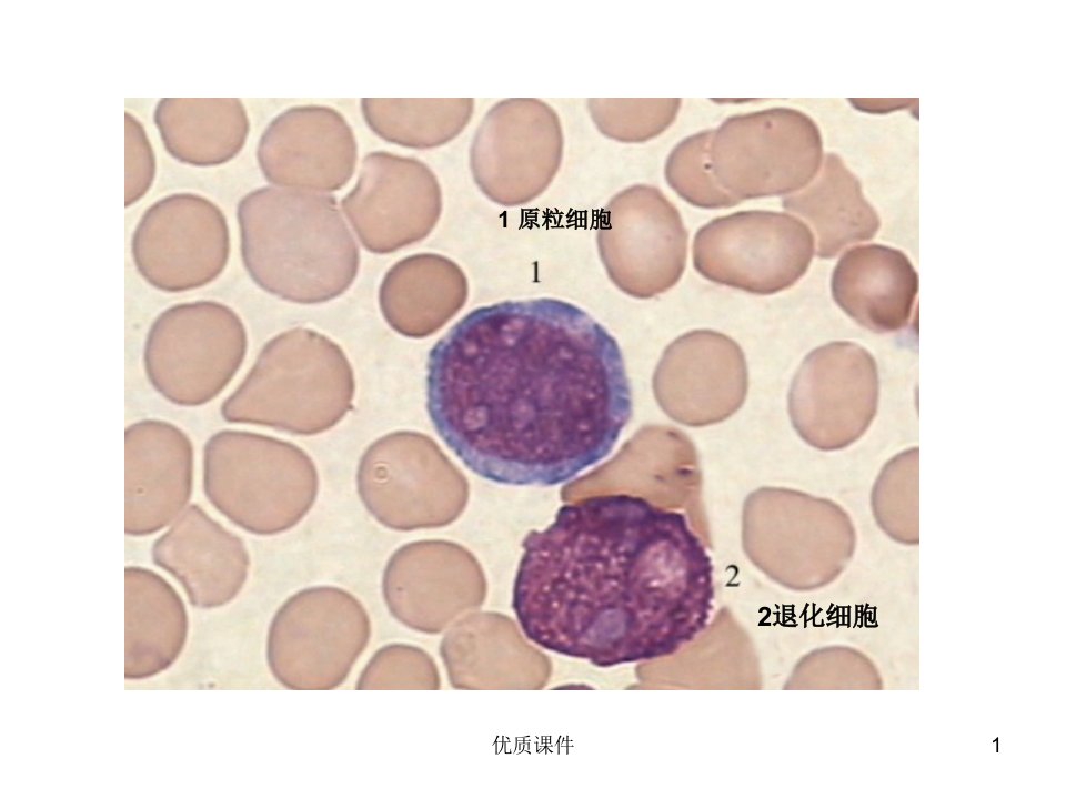 血液学细胞形态学复习(附图片)(医学相关)课件