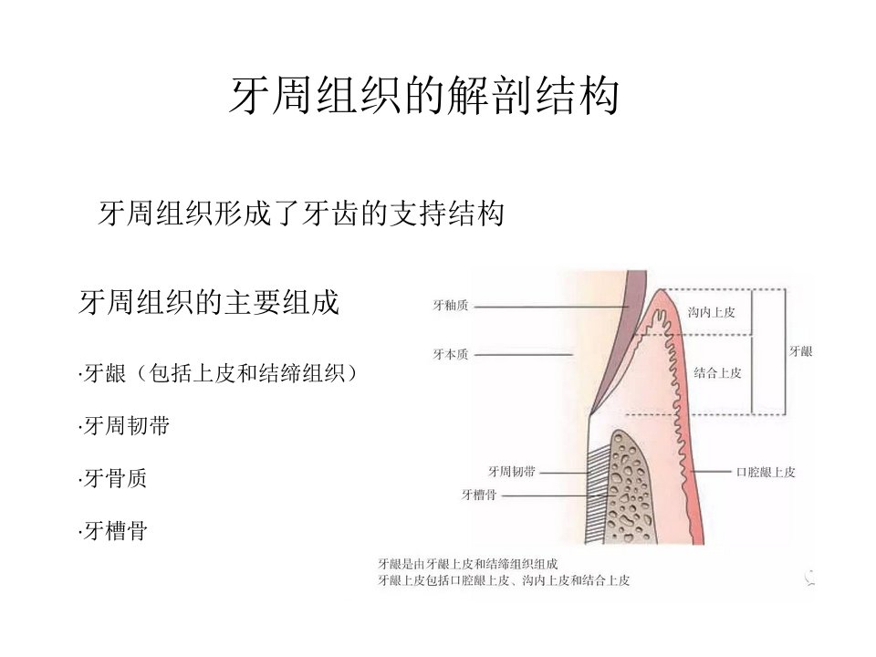 牙周组织的解剖结构