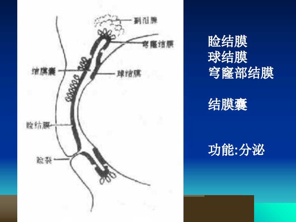 结膜炎的护理ppt课件