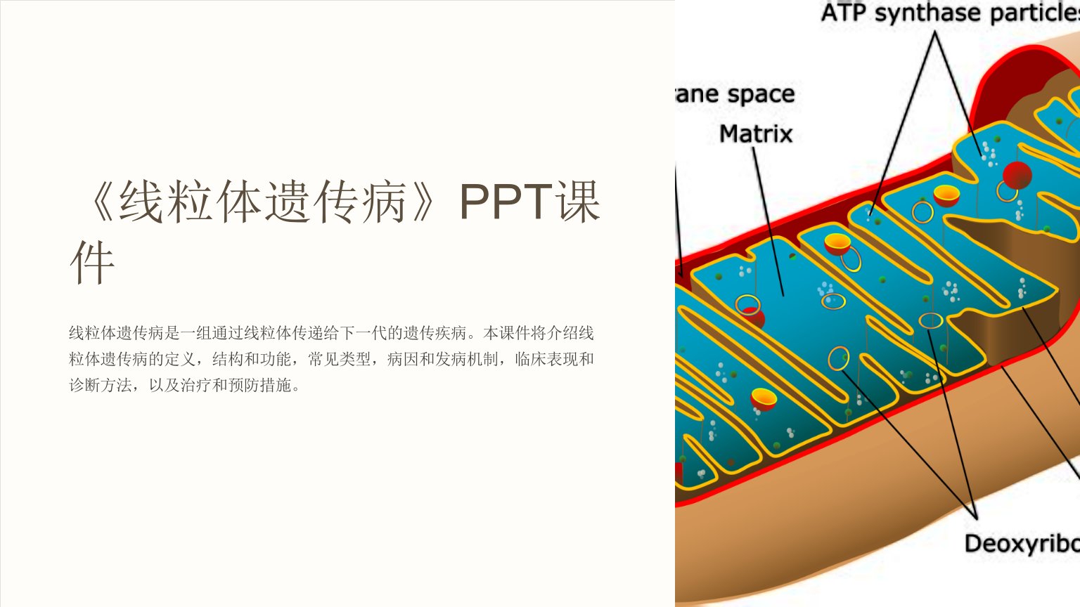 《线粒体遗传病》课件