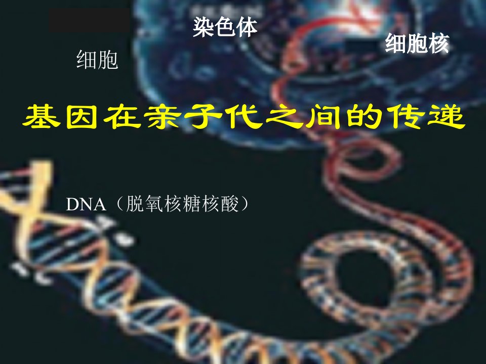 高二生物基因在亲子代之间的传递