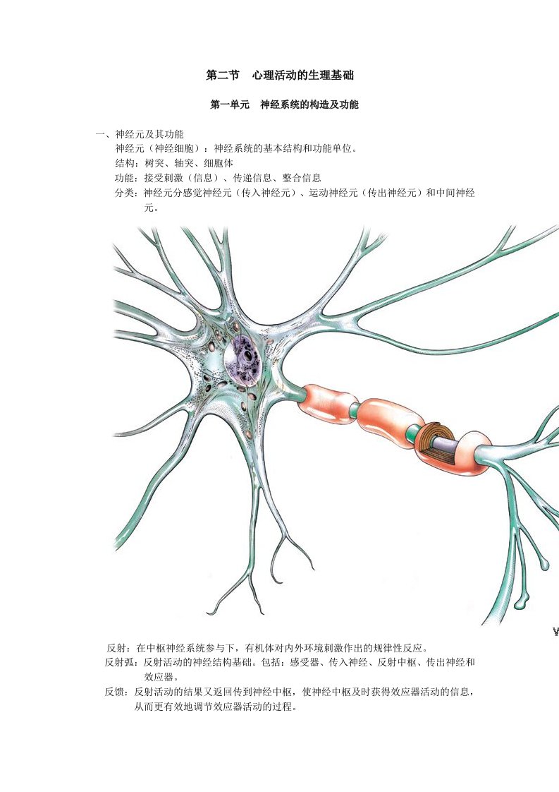 心理咨询师资格考试基础心理学第二节心理活动的生理基础