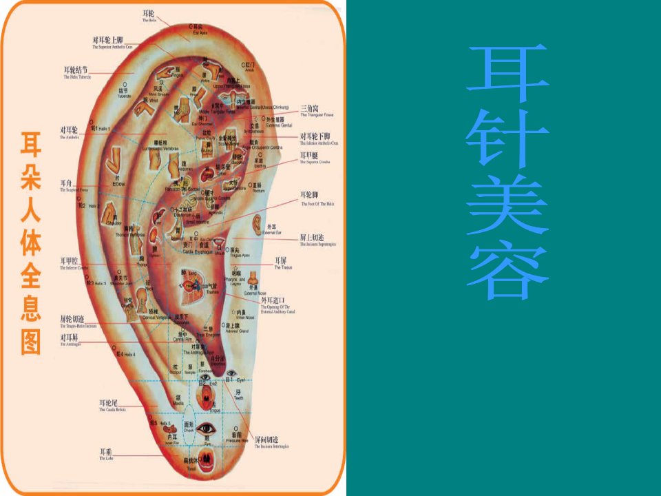 《中医耳穴》ppt课件