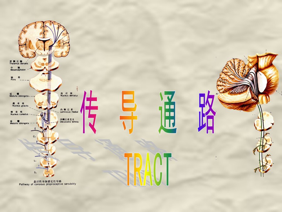 脑神经系统-传导通路