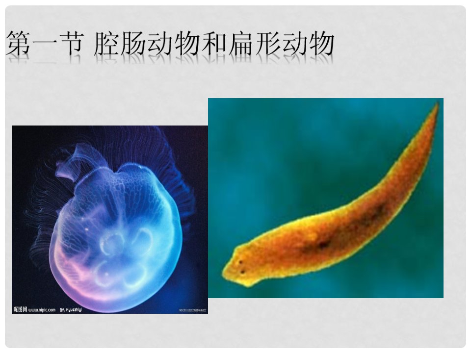 湖北省武汉为明实验学校八年级生物上册