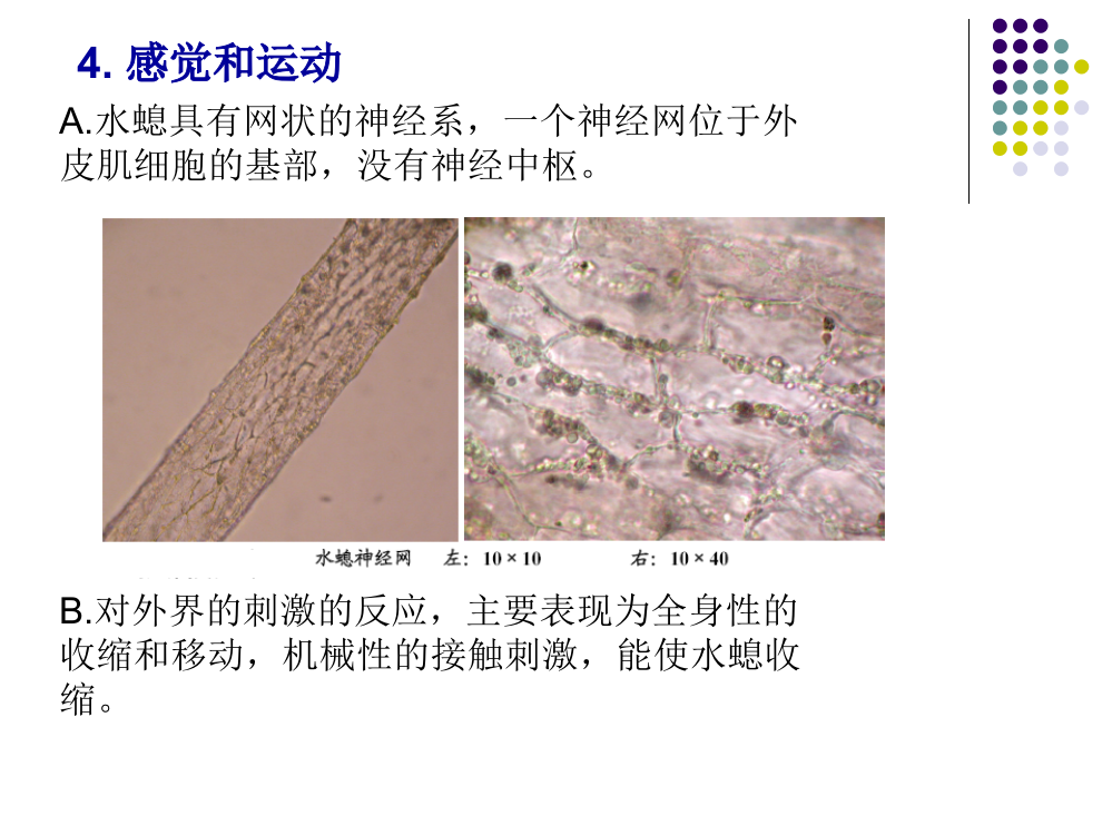 刺胞动物门之二