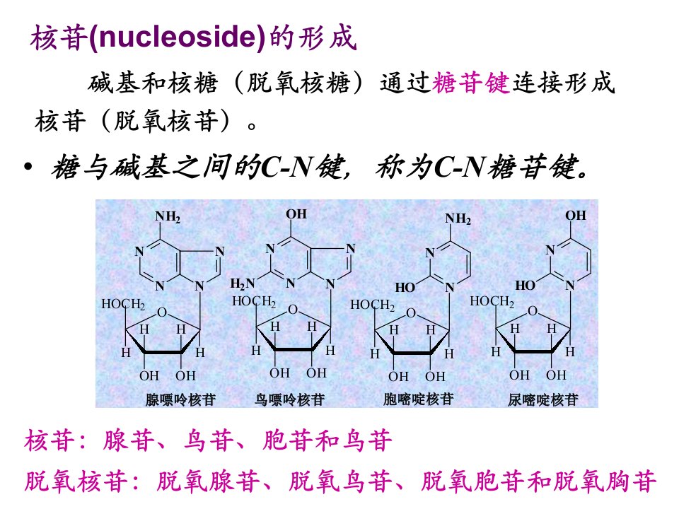 生物化学复习总结