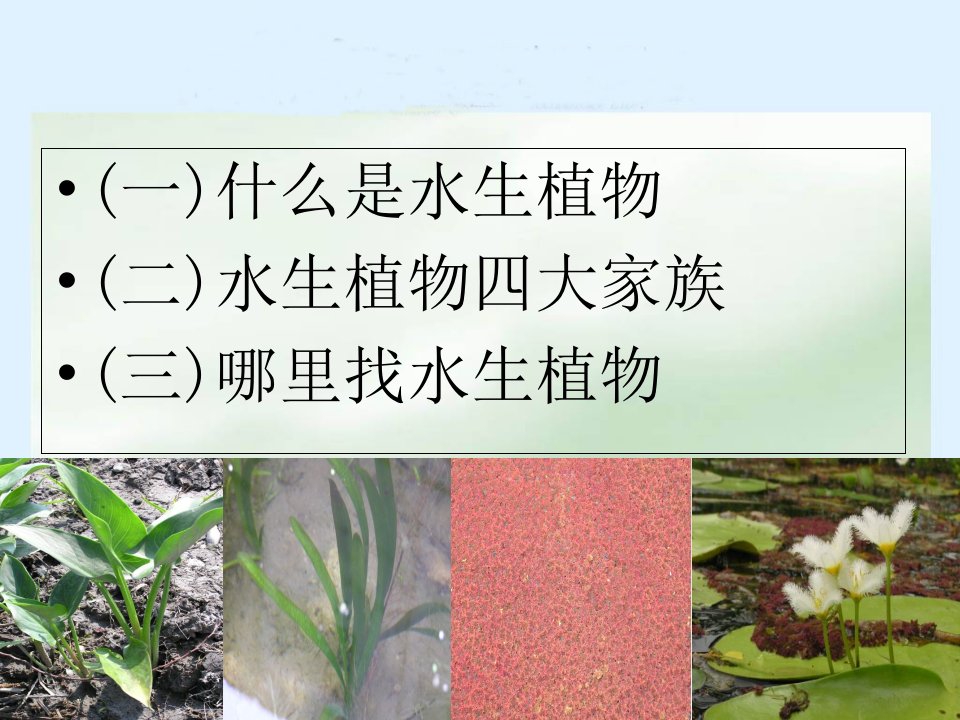 三年级科学上册水生植物ppt课件教科版