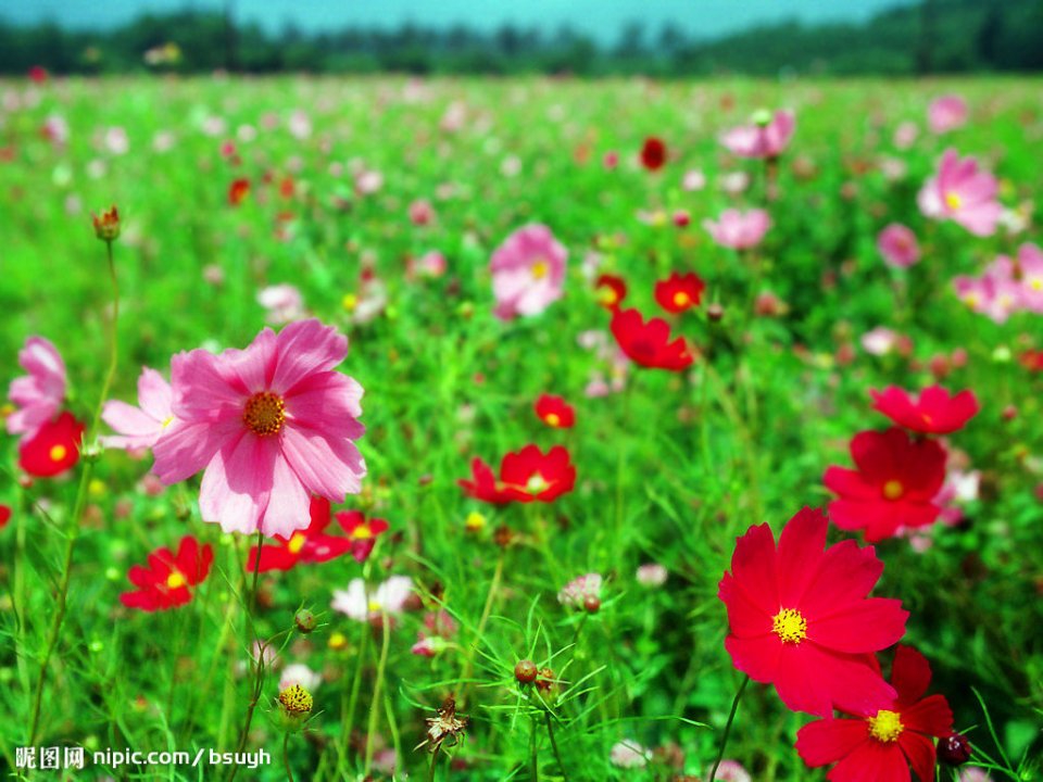 波斯菊