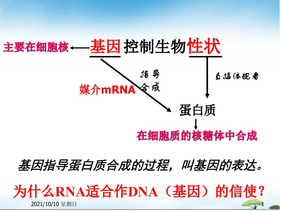 生物：4.1《基因指导蛋白质的合成》课件(新人教版必修2)