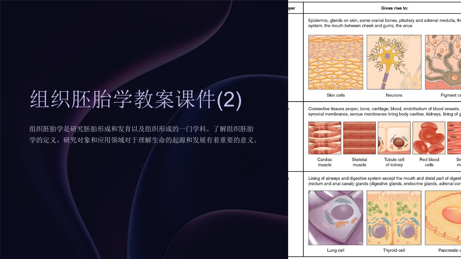 组织胚胎学教案课件(2)