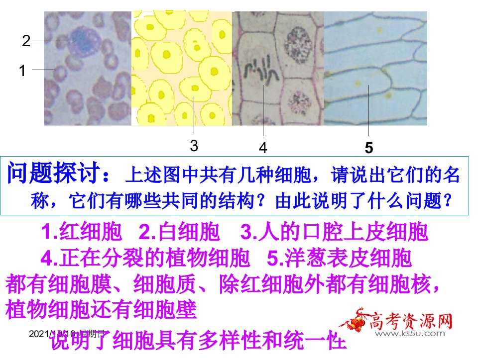 生物：1.2《细胞的多样性和统一性》课件(新人教版必修1)