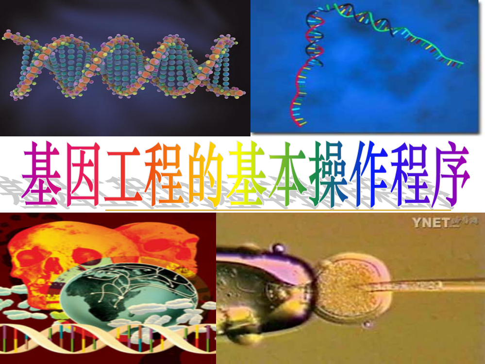 基因工程的基本操作程序PPT课件