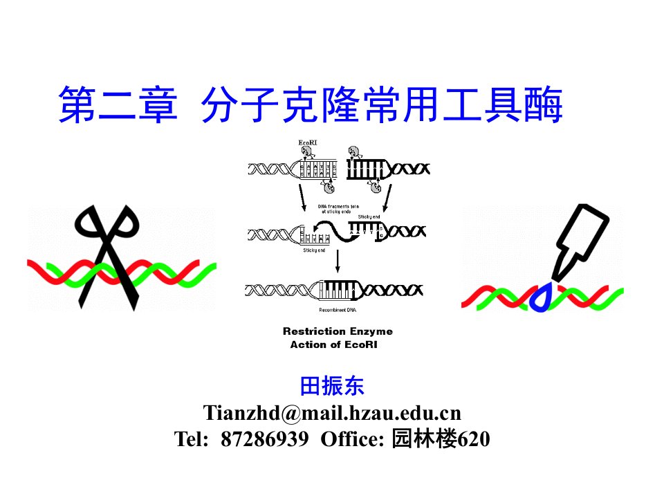 分子克隆常用工具酶