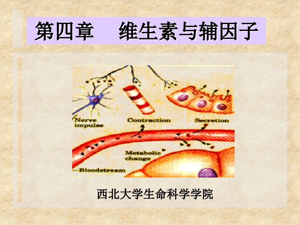 维生素ppt课件