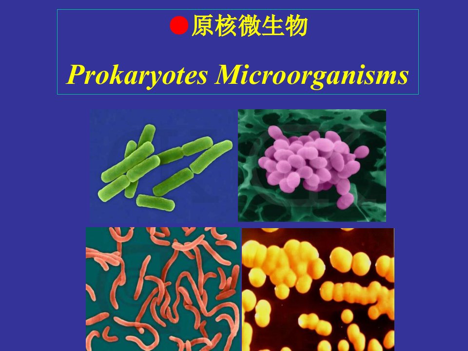 《显微镜下微生物原》PPT课件