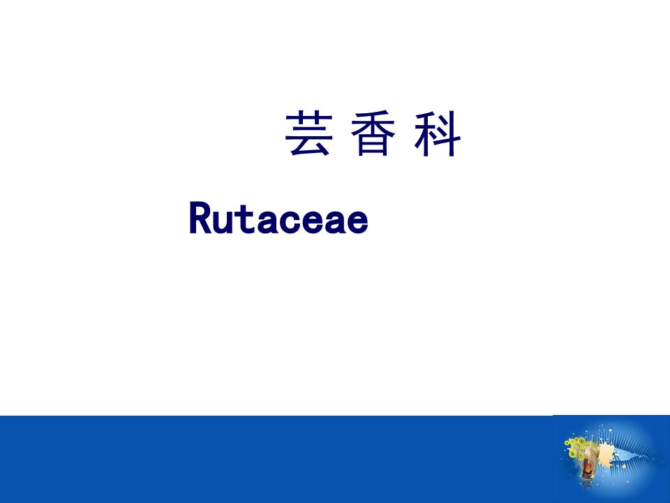 芸香科-教学-课件（PPT·精·选）