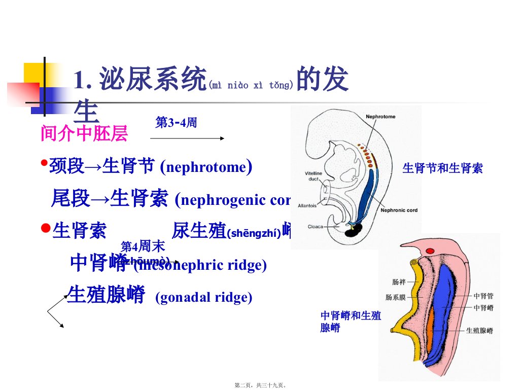 医学专题第25章泌尿系统和生殖系统的发生