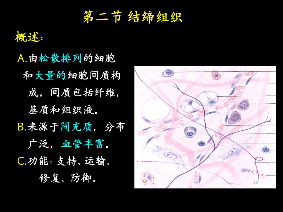 人体结构学第二章基本组织结缔组织