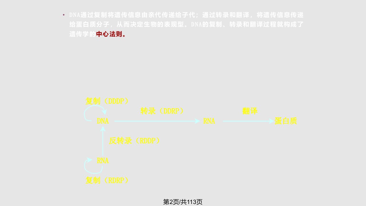 DNA复制RNA转录蛋白质翻译